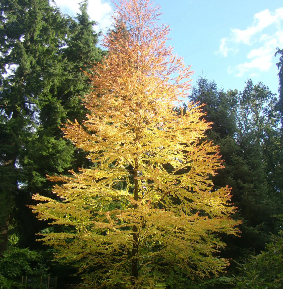 CERCIDIPHYLLUM japonicum / Arbre à caramel Arbustes