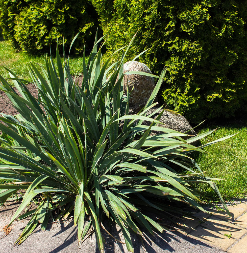 YUCCA filamentosa / Yucca filamentosa Arbustes