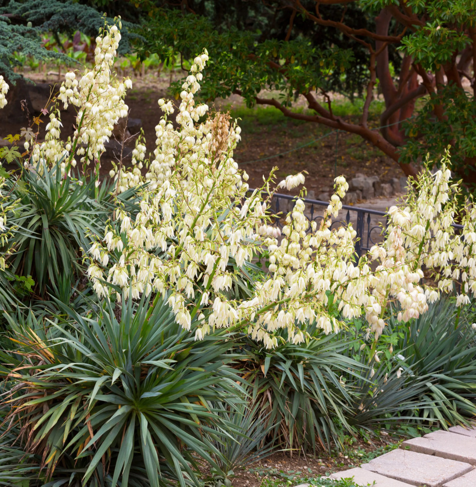 YUCCA filamentosa / Yucca filamentosa Arbustes