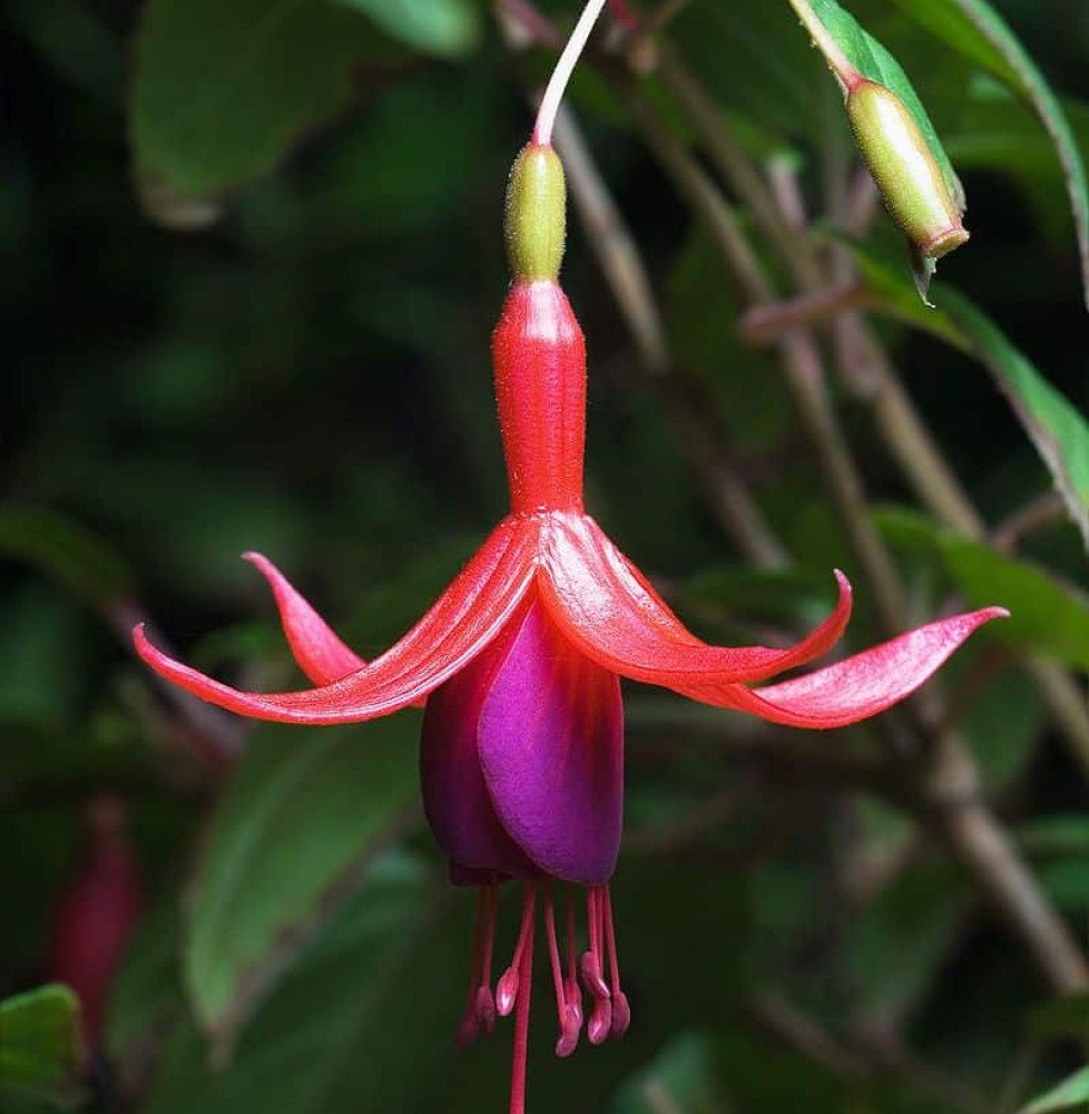 Pépinières Français PF_FUSCHIA-ma FUSCHIA magellanica ‘Riccartonii’ / Fuchsia de Magellan