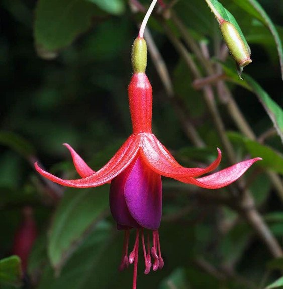 Pépinières Français PF_FUSCHIA-ma FUSCHIA magellanica ‘Riccartonii’ / Fuchsia de Magellan