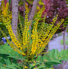 MAHONIA x media ‘Charity’ / Mahonia x media 'Charity' Arbustes