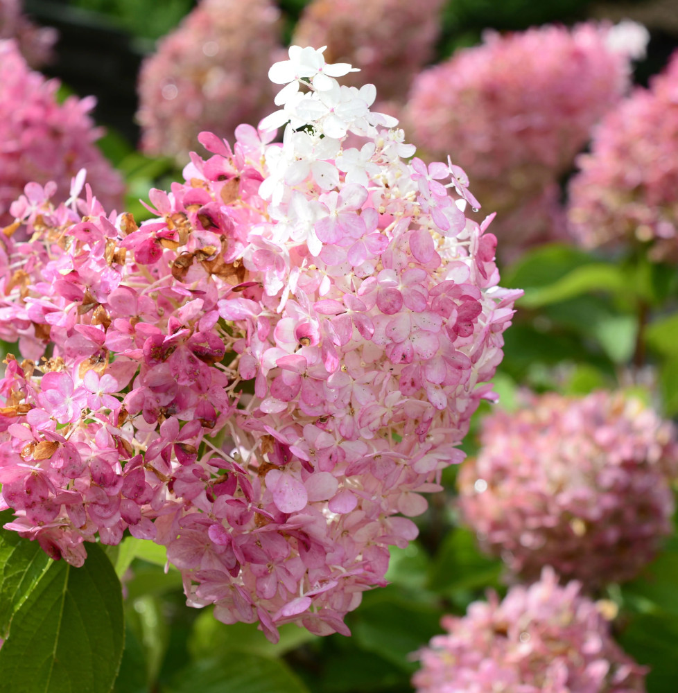 Pépinières Français PF_HYDRANGEA39 HYDRANGEA paniculata ‘Diamant Rouge’ / Hortensia paniculata 'Diamant Rouge'®