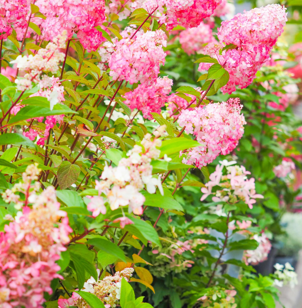 Pépinières Français PF_HYDRANGEA39 HYDRANGEA paniculata ‘Diamant Rouge’ / Hortensia paniculata 'Diamant Rouge'®