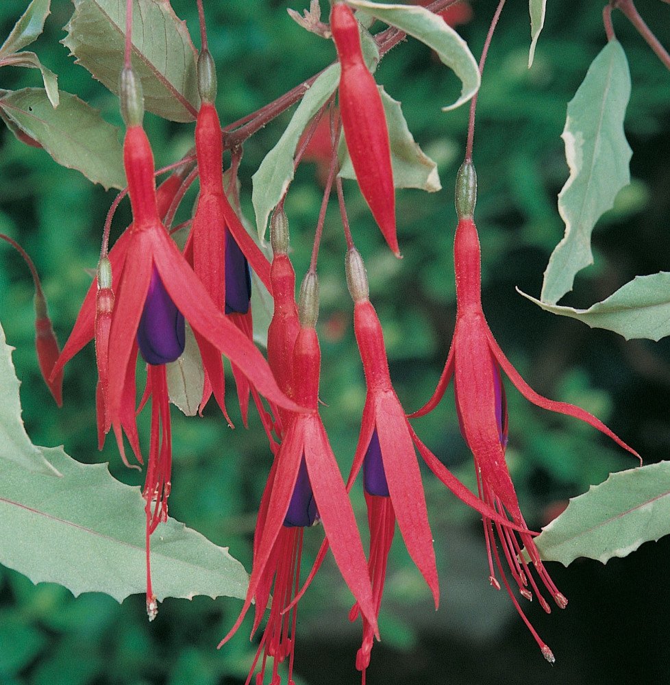 Pépinières Français PF_FUSCHIA-ma FUSCHIA magellanica ‘Riccartonii’ / Fuchsia de Magellan