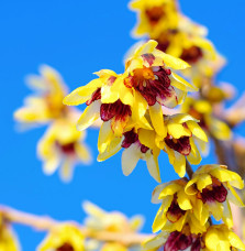 CHIMONANTHUS praecox / Chimonanthe odorant Arbustes