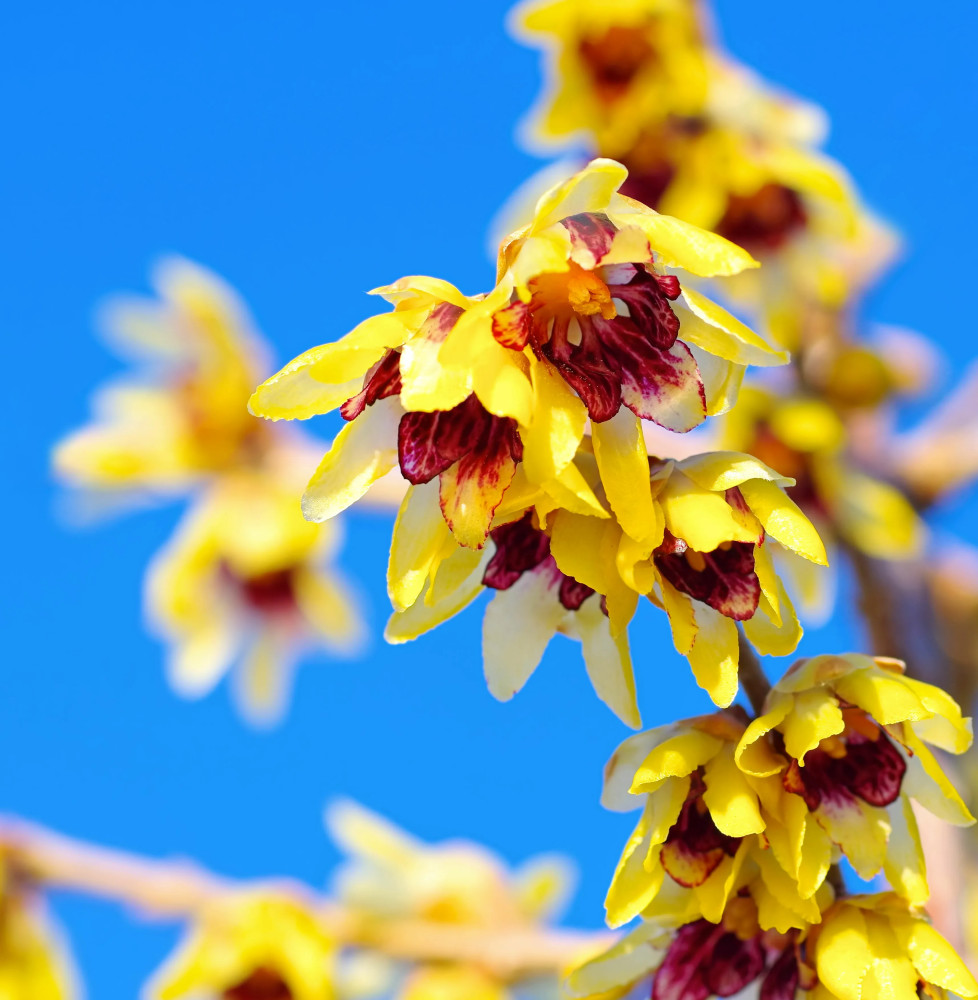 CHIMONANTHUS praecox / Chimonanthe odorant Arbustes