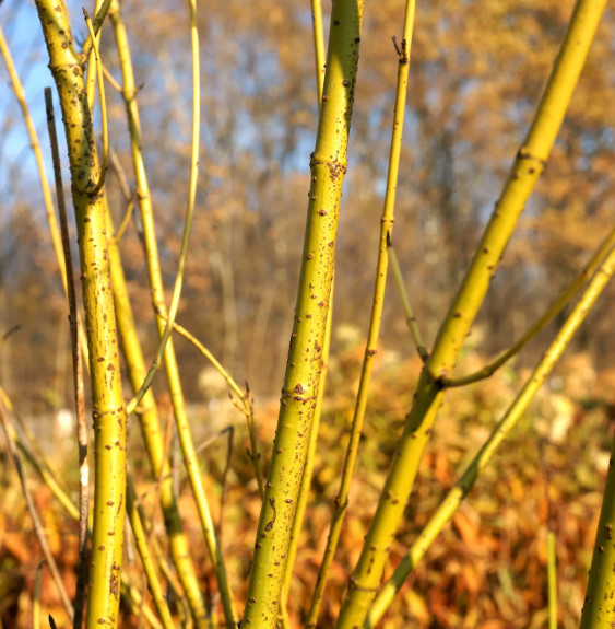 Cornus stolonifera 'Flaviramea' / Cornouiller stolonifère 'Flaviram...