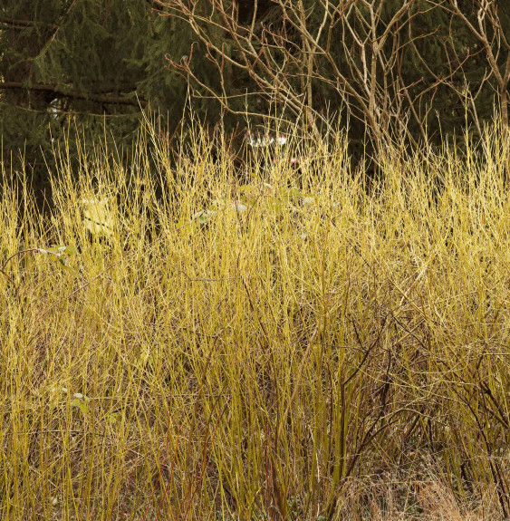 Cornus stolonifera 'Flaviramea' / Cornouiller stolonifère 'Flaviram...