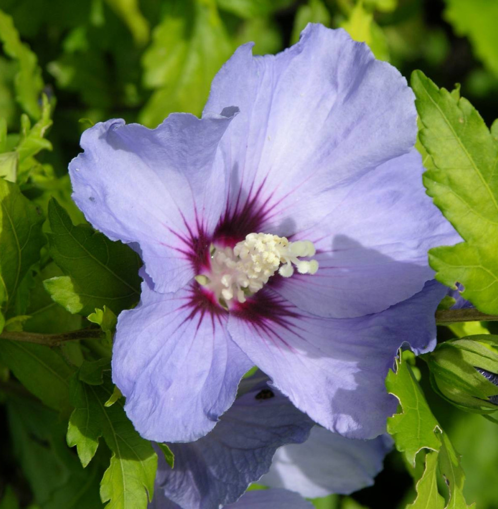 HIBISCUS syriacus  ‘Oiseau bleu’ / Mauve en arbre 'Oiseau Bleu'