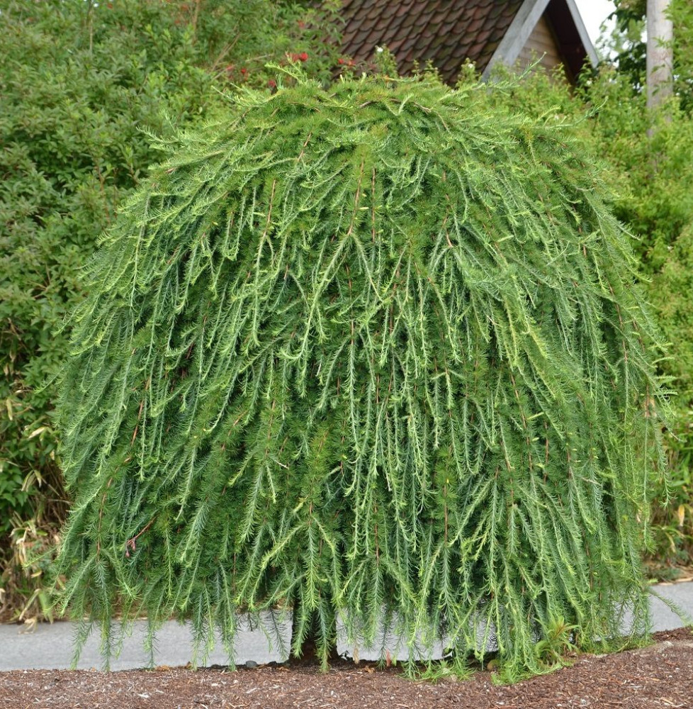 CEDRUS deodara ‘Pendula’ / Cèdre de l'Himalaya pleureur Coniferes