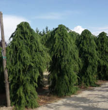 CEDRUS deodara ‘Pendula’ / Cèdre de l'Himalaya pleureur Coniferes