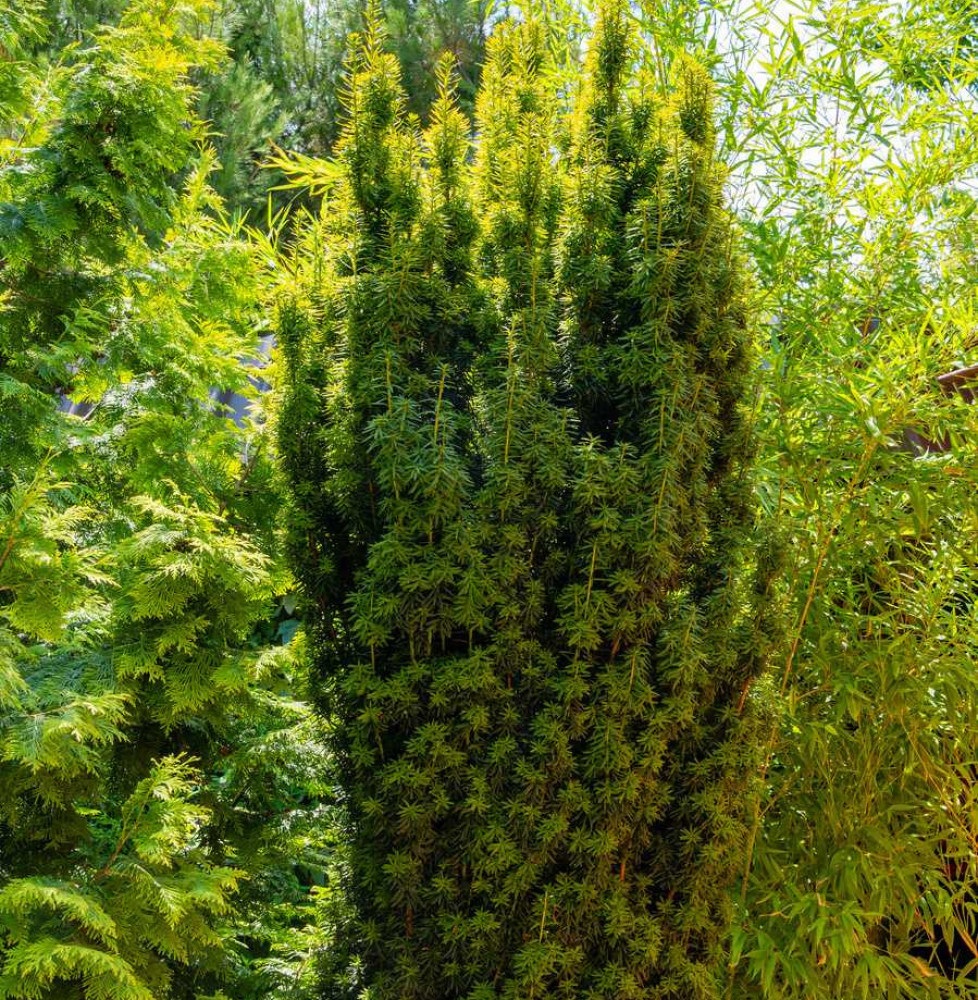 TAXUS baccata 'Fastigiata Aurea' / If d'Irlande doré Coniferes