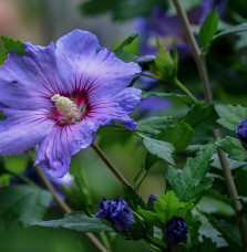 HIBISCUS syriacus  ‘Oiseau bleu’ / Mauve en arbre 'Oiseau Bleu'