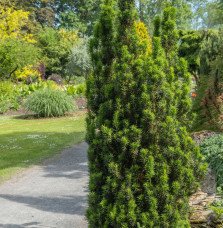 Pépinières Français PF_TAXUS-bacc0 TAXUS baccata ‘Fastigiata’ / If d'Irlande