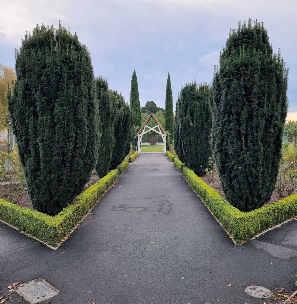 Pépinières Français PF_TAXUS-bacc0 TAXUS baccata ‘Fastigiata’ / If d'Irlande