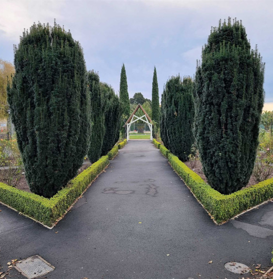 Pépinières Français PF_TAXUS-bacc0 TAXUS baccata ‘Fastigiata’ / If d'Irlande