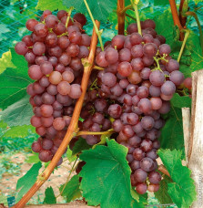 Vigne 'Chasselas Rose' - vitis vinifera Grimpants