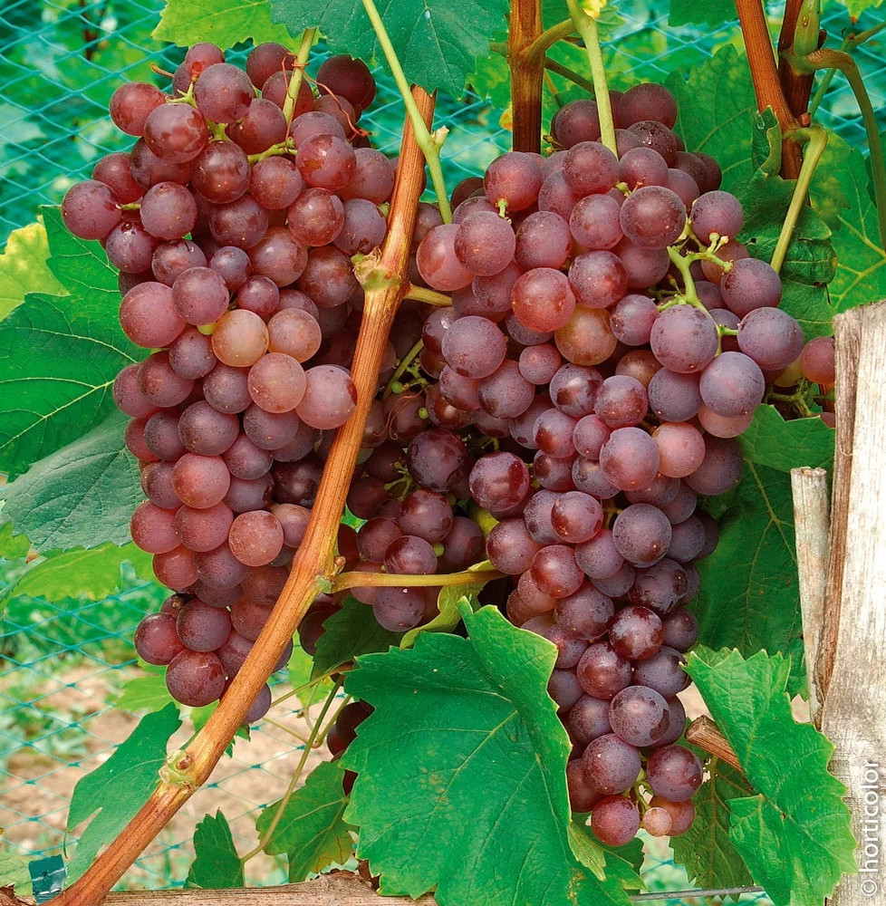 Vigne 'Chasselas Rose' - vitis vinifera Grimpants