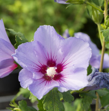 HIBISCUS syriacus  ‘Oiseau bleu’ / Mauve en arbre 'Oiseau Bleu'