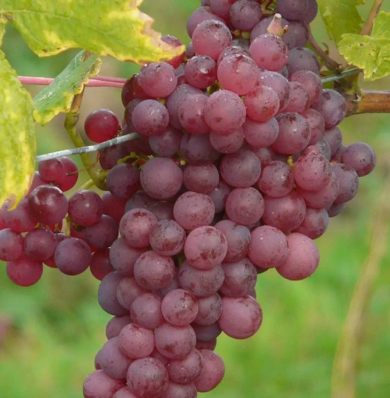 Vigne 'Chasselas Rose' - vitis vinifera Grimpants