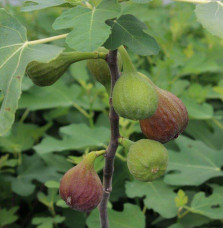 Ficus carica Rouge de Bordeaux/ Figuier Rouge de Bordeaux Fruitiers