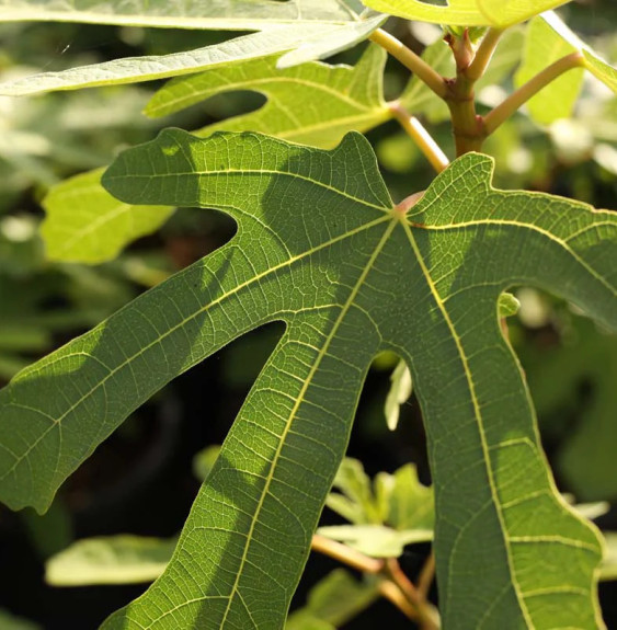 Pépinières Français PF_Ficus-cari3 Ficus carica Rouge de Bordeaux/ Figuier Rouge de Bordeaux