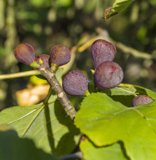 Ficus carica Rouge de Bordeaux/ Figuier Rouge de Bordeaux Fruitiers