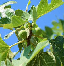 FICUS carica Brown Turkey / Figuier Brown Turkey Fruitiers