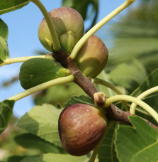 FICUS carica Brown Turkey / Figuier Brown Turkey Fruitiers