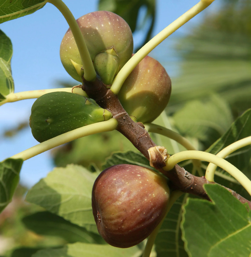 FICUS carica Brown Turkey / Figuier Brown Turkey Fruitiers