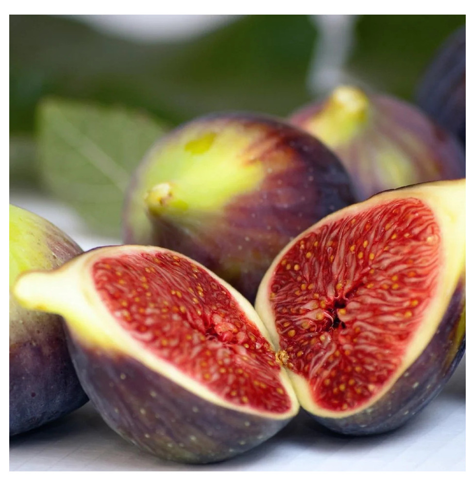 FICUS carica Brown Turkey / Figuier Brown Turkey Fruitiers