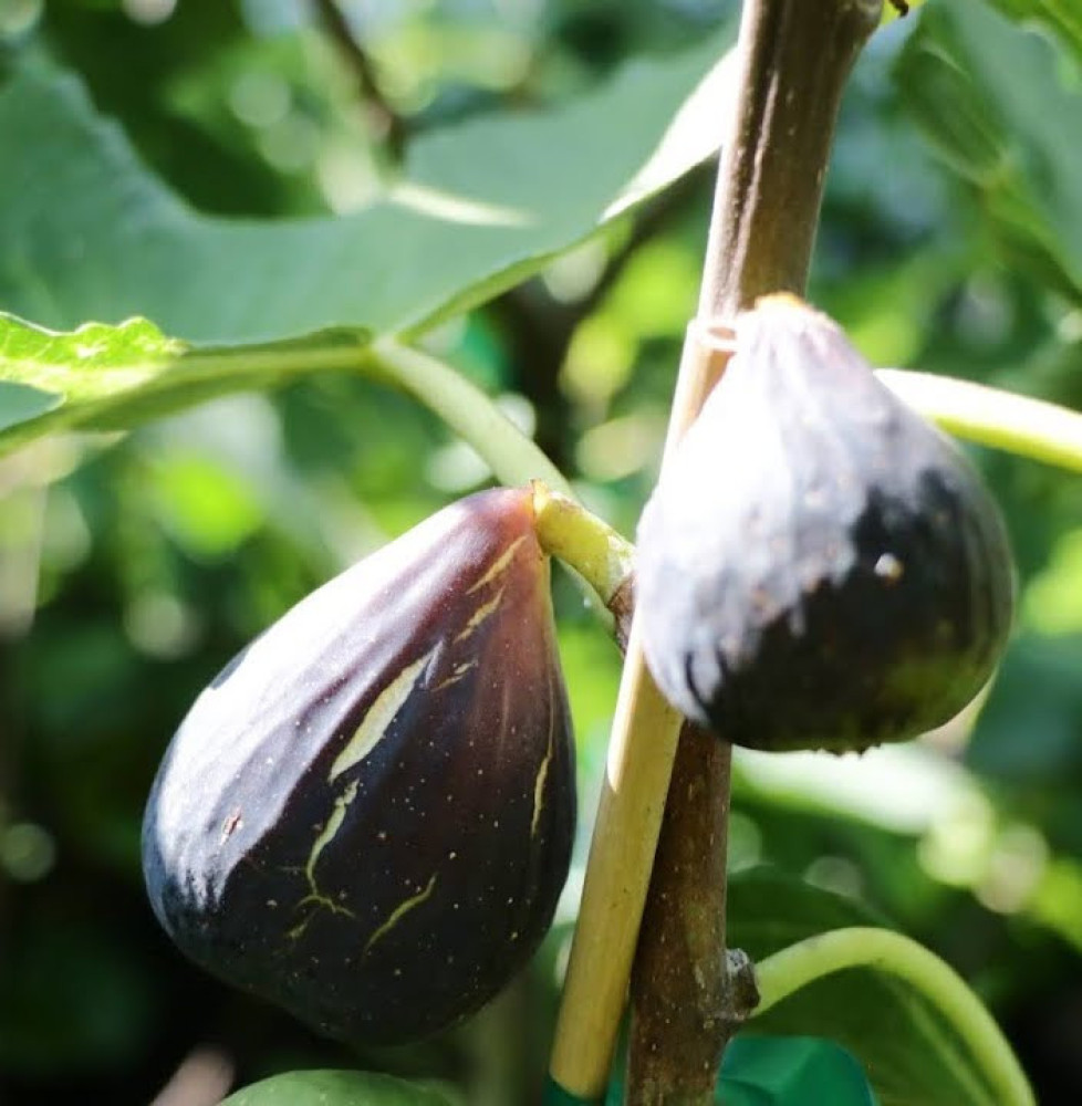 Ficus carica Noire de Bellone / Figuier Noire de Bellone Fruitiers