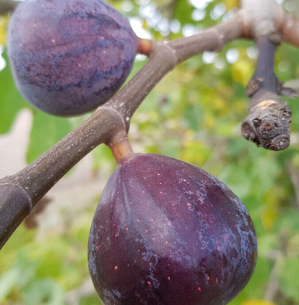 Ficus carica Noire de Bellone / Figuier Noire de Bellone Fruitiers