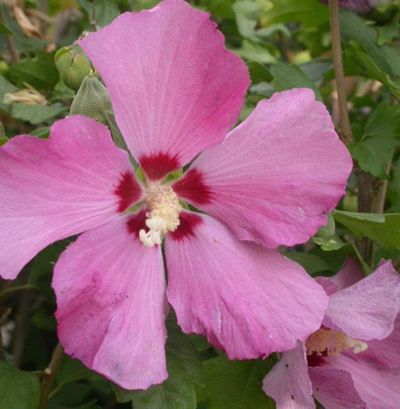 Pépinières Français PF_HIBISCUS-s76 HIBISCUS syriacus ‘Pink Giant’ / Mauve en arbre Pink Giant® 'Flogi'