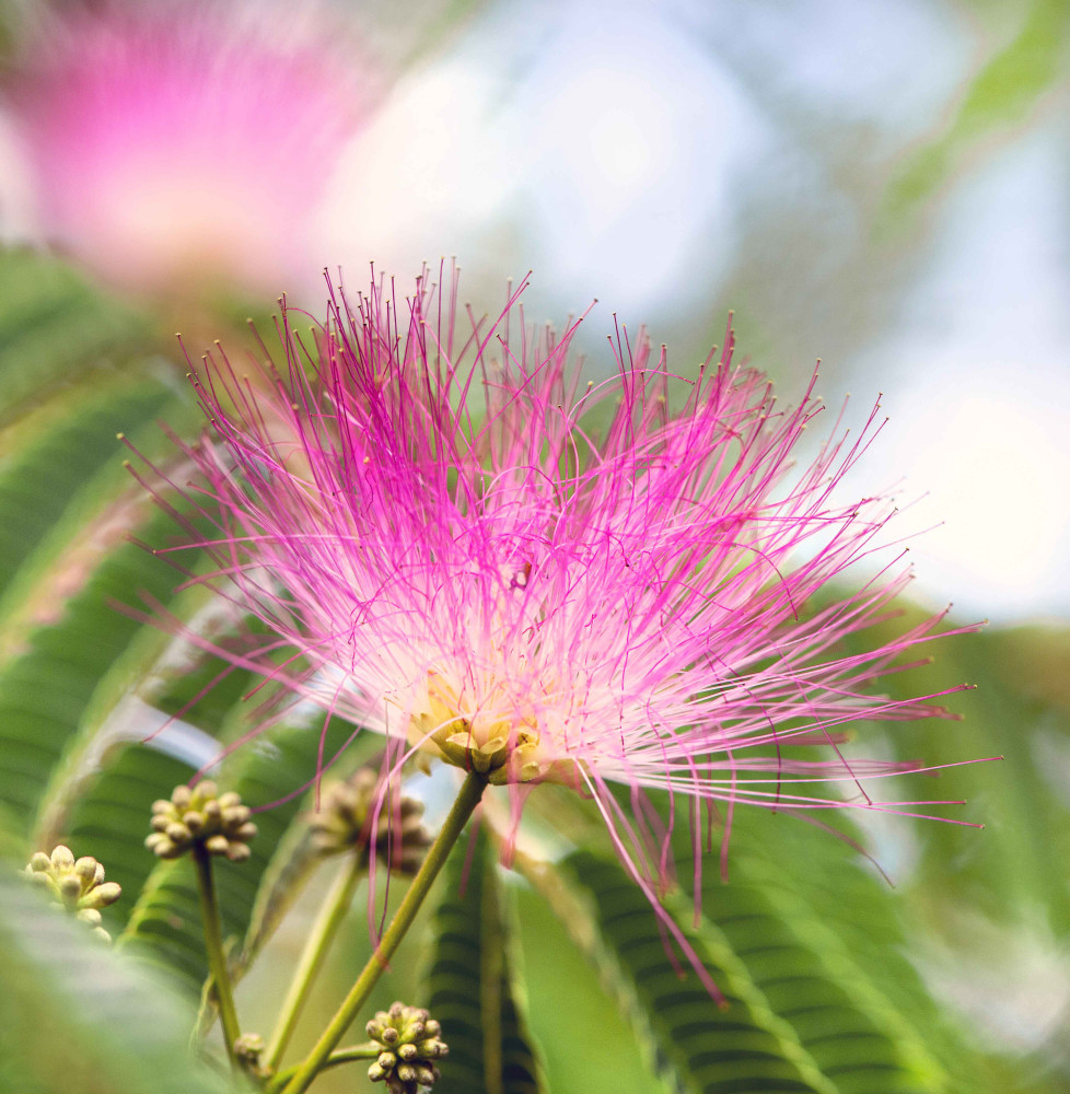 ALBIZIA julibrissin ‘Ombrella’ / Arbre de soie 'Ombrella' Arbres