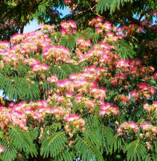 ALBIZIA julibrissin ‘Ombrella’ / Arbre de soie 'Ombrella' Arbres