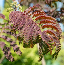 Albizia julibrissin 'Summer Chocolate' / Arbre de soie 'Summer Choc...