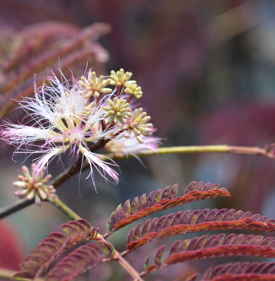 Albizia julibrissin 'Summer Chocolate' / Arbre de soie 'Summer Choc...