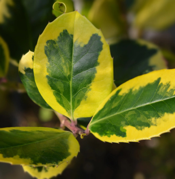 Pépinières Français PF_Ilex-Golde Ilex Golden King - Houx panaché