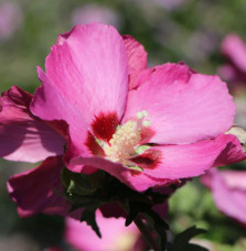 HIBISCUS syriacus  ‘Pink Giant’ / Mauve en arbre Pink Giant® 'Flogi'