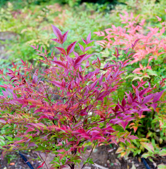 Nandina domestica Gulf Stream / Bambou sacré orange cuivre Terre de...