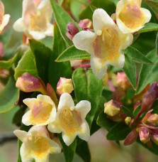 Abelia x grandiflora Sunny Charm / Abélia à grandes fleurs Abelia