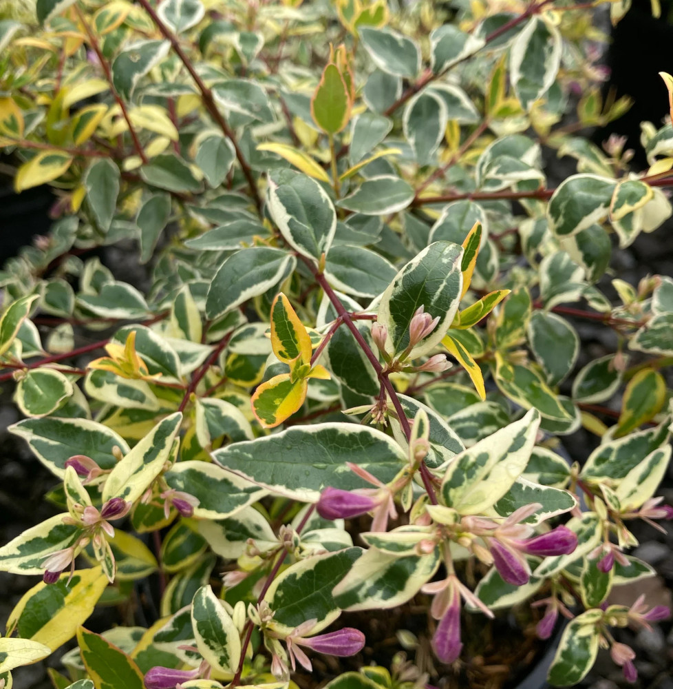 Abelia grandiflora Hopley's / Abélia à grandes fleurs Abelia