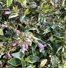 Abelia grandiflora Hopley's / Abélia à grandes fleurs Abelia