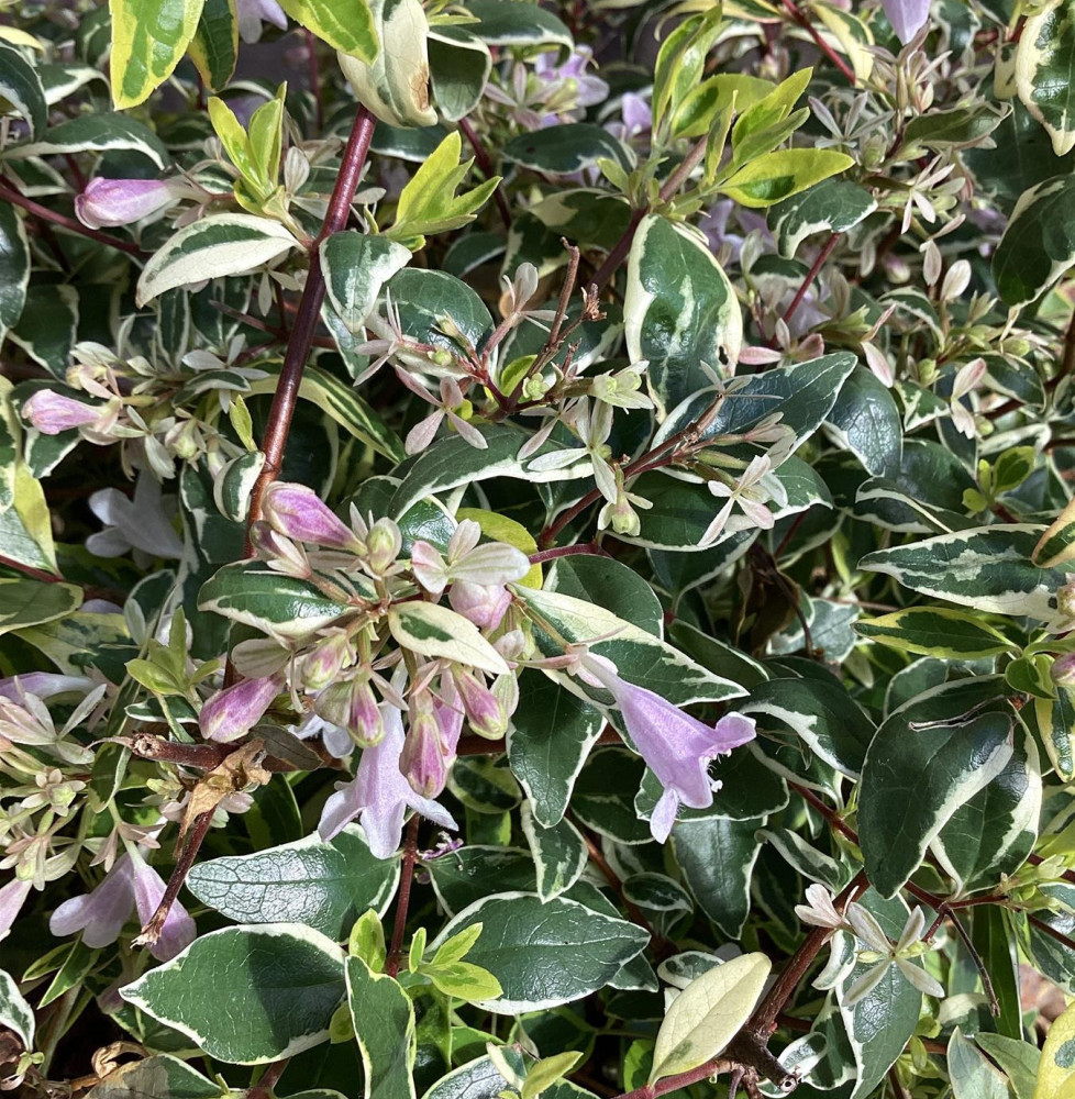 Abelia grandiflora Hopley's / Abélia à grandes fleurs Abelia