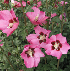 HIBISCUS syriacus  ‘Pink Giant’ / Mauve en arbre Pink Giant® 'Flogi'