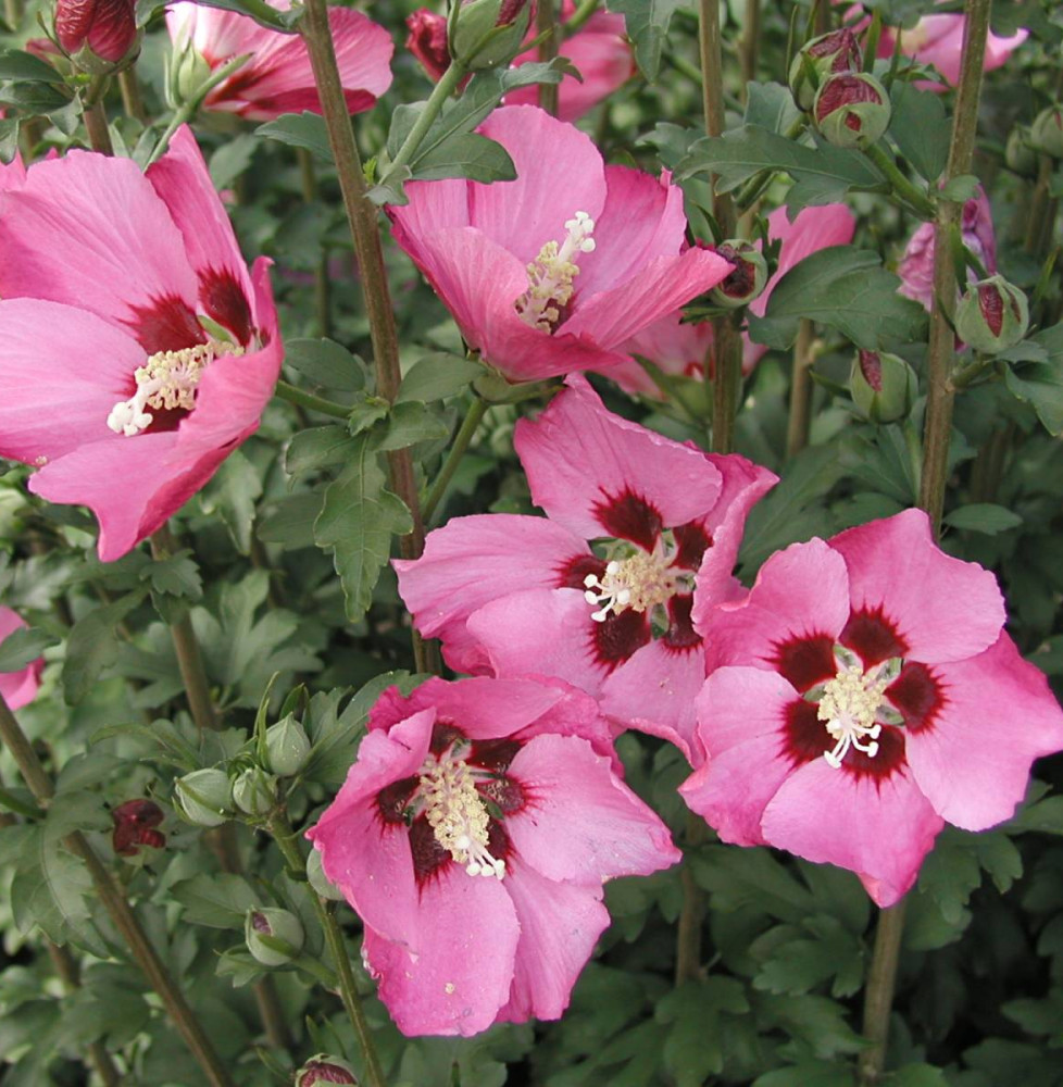 HIBISCUS syriacus  ‘Pink Giant’ / Mauve en arbre Pink Giant® 'Flogi'