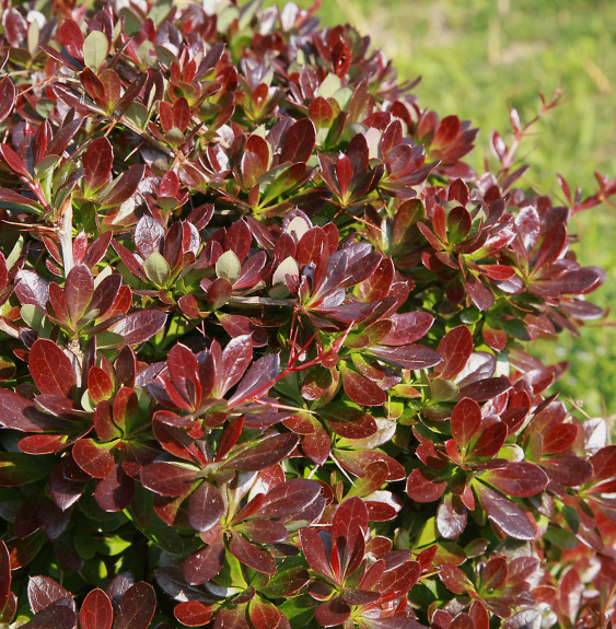 Berberis media Red Jewel / Epine-vinette Berberis