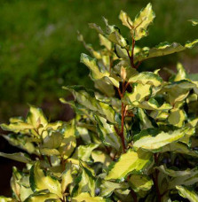 Elaeagnus ebbingei Maryline / Chalef panaché Elaeagnus